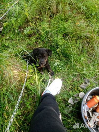 Щенок в добрые руки