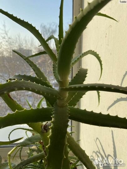 Алое столетник