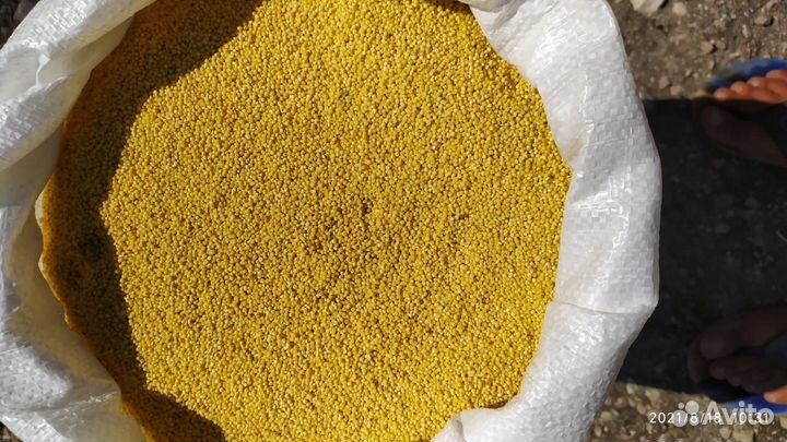 Семена чечевицы красной под гербицид, крупы, рис