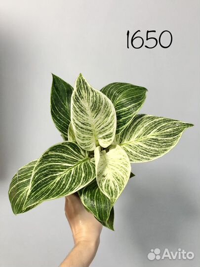 Филодендрон Биркин