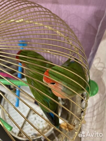 Попугай неразлучники с клеткой