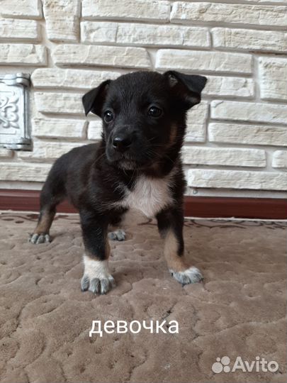Собака в добрые руки щенок