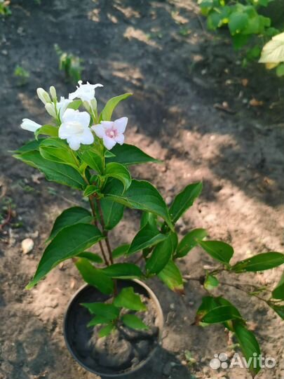 Вейгела, бульданеж форзиция