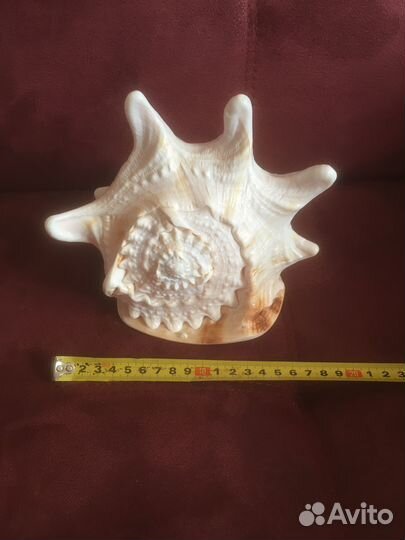 Ракушка рапан