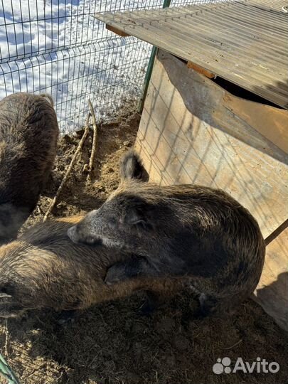 Дикий кабан