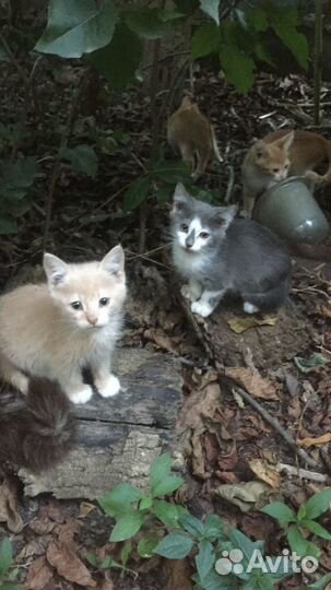 Котята в добрые руки бесплатно