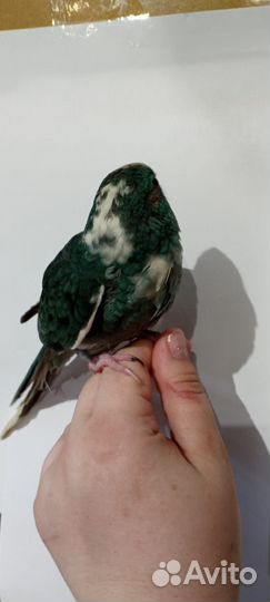 Какарик попугай