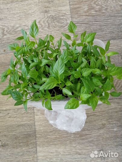Продам острый перчик 10 р корень