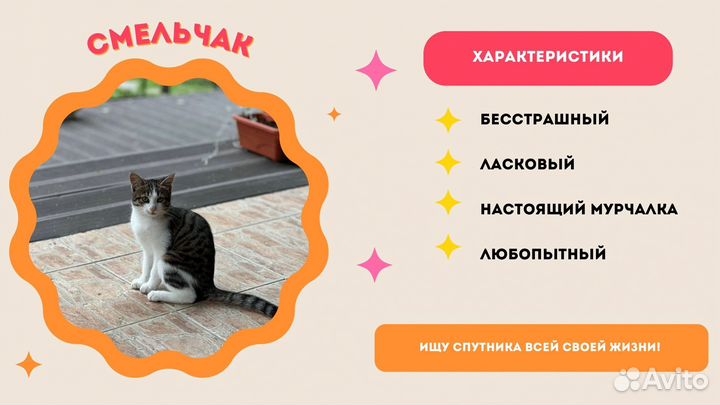 Котята в добрые руки