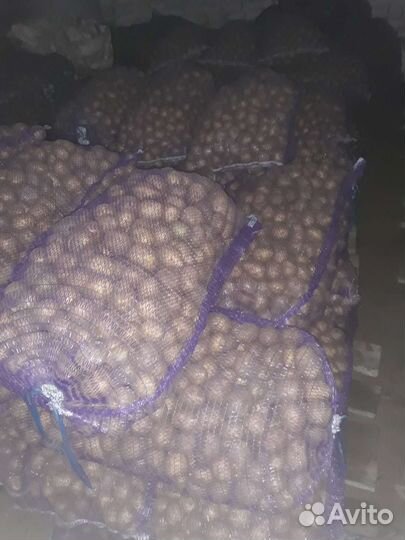 Крупный картофель гала