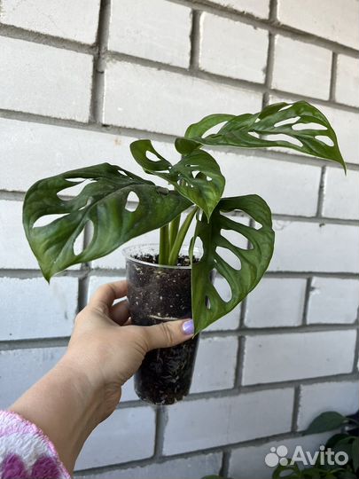 Монстера манки маск