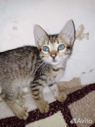 Кошка в дар бесплатно