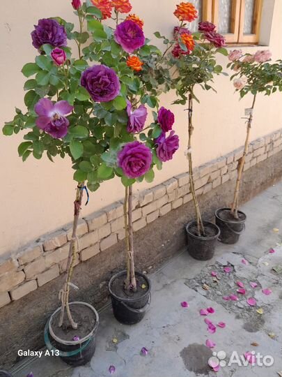 Роза на штамбе