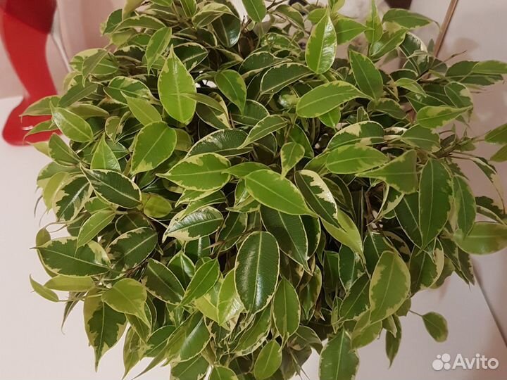 Фикус бенджамина