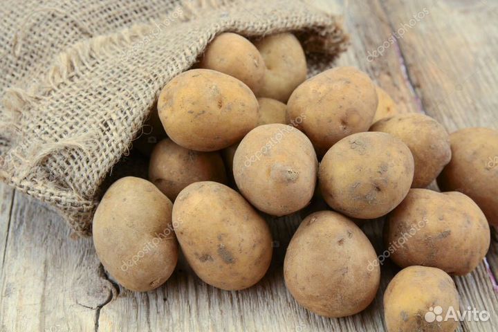 Картофель семенной