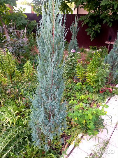 Можжевельник