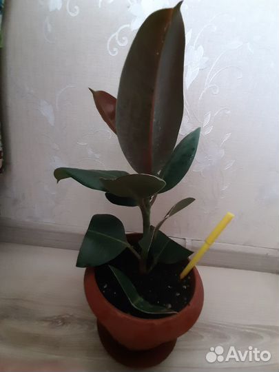 Продам цветы комнатные