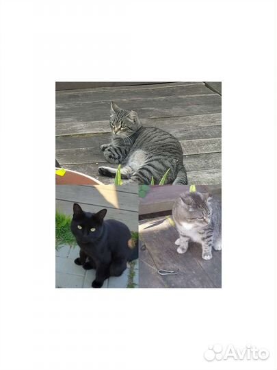 Кошки бесплатно