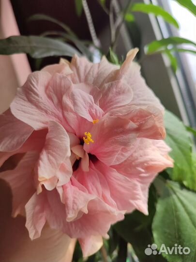 Сортовые гибискусы