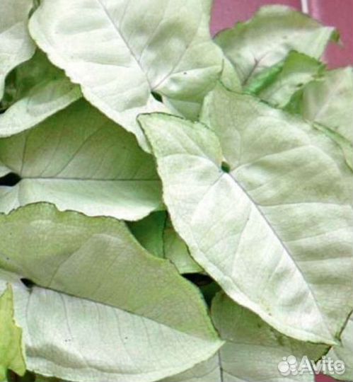 Сингониумы в ассортименте