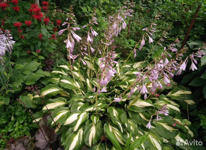 Многолетники для сада