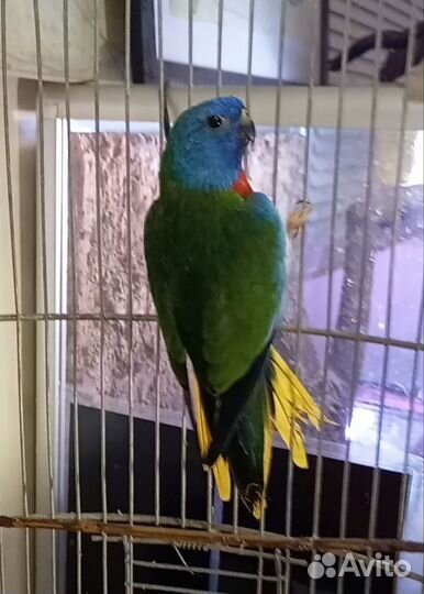 Глянцевый, или красногрудый травяной попугайчик