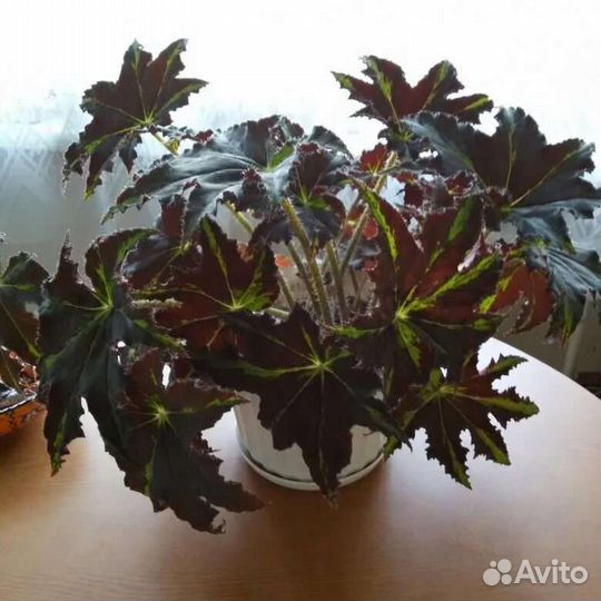 Бегонии Клеопатра; Серебристая