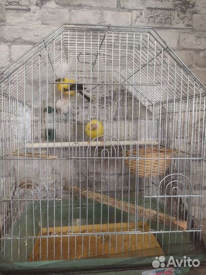 Кенар и канарейка