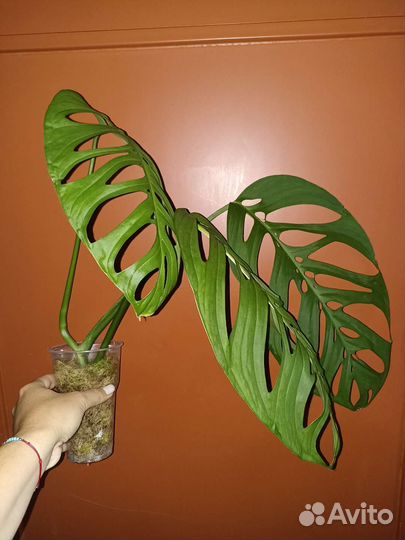 Сциндапсусы, филодендроны, монстеры 2