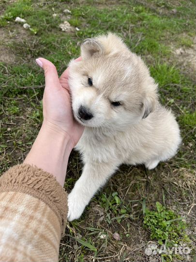 Щенки в добрые руки