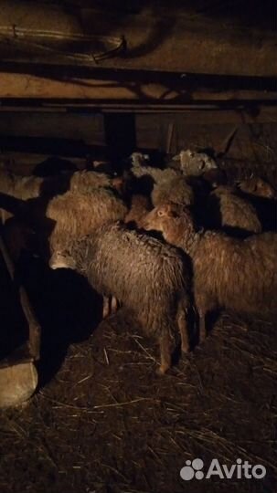 Овцы 15 голов