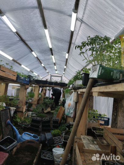 Рассада растений