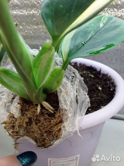 Филодендроны