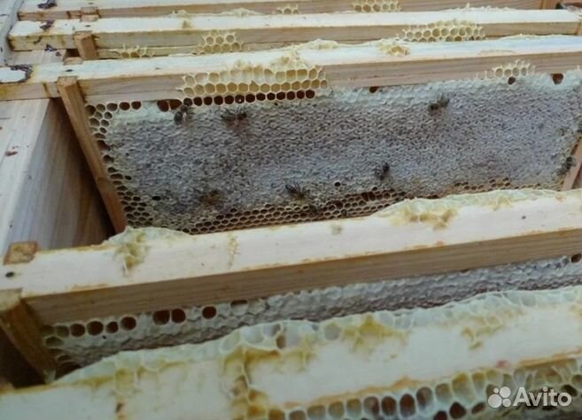 Мед 24 года натуральный опт