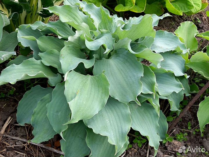 Хосты голубых оттенков