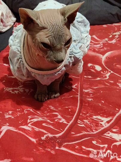 Канадский сфинкс