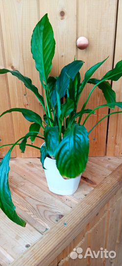 Спатифиллум