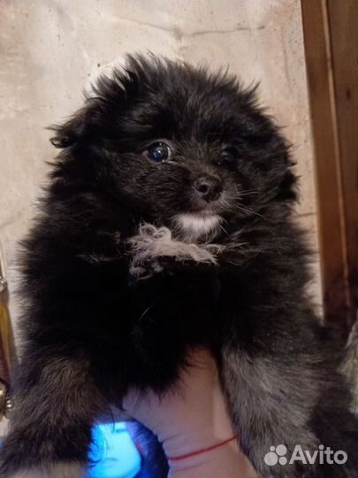 Будулайчик