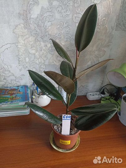 Комнатные цветы