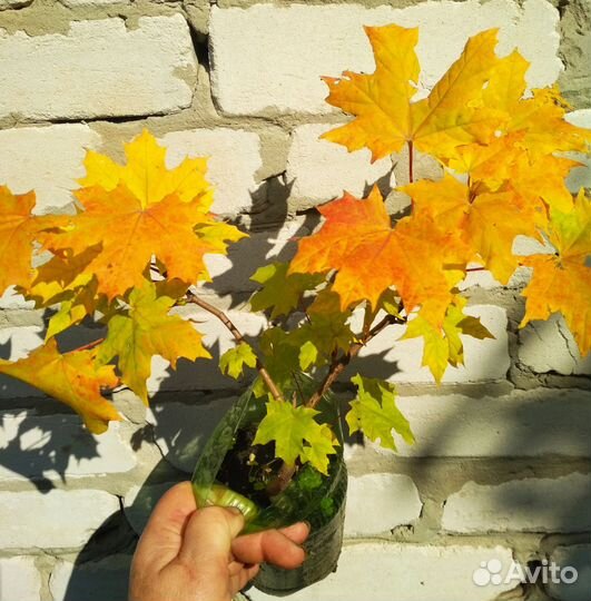 Клён европейский