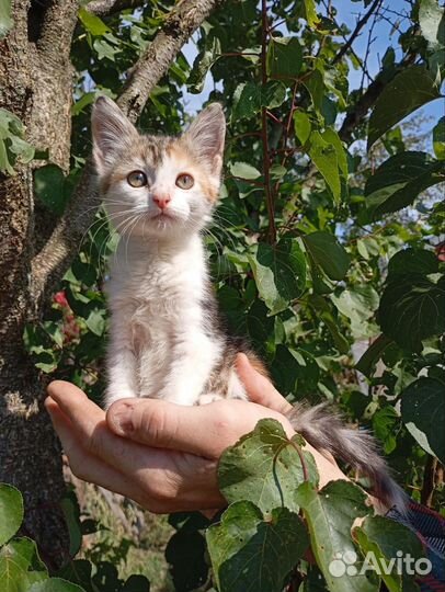 Котята бесплатно