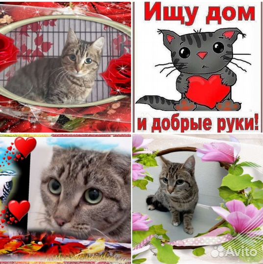 Кошечка в добрые ручки