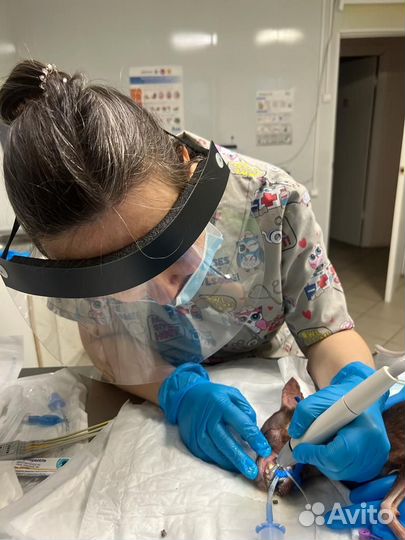 Ветеринарный врач вызов на дом