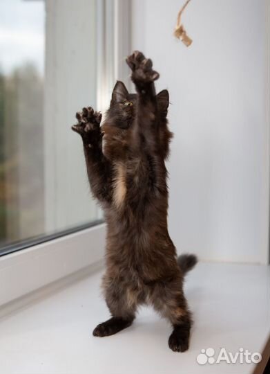 Котенок в добрые руки бесплатно