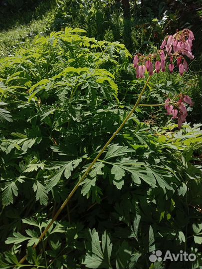 Дицентра исключителиная