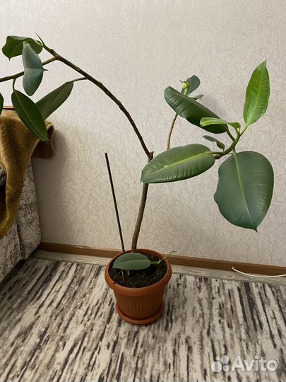 Фикус каучуконосный