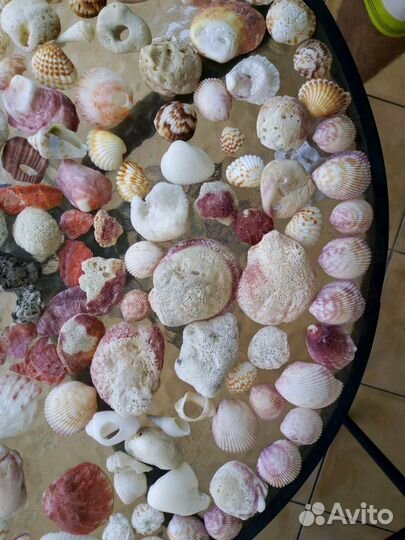 Ракушки и кораллы Персидского залива