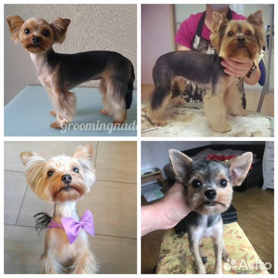 Грумер, стрижка и тримминг собак с выездом на дом