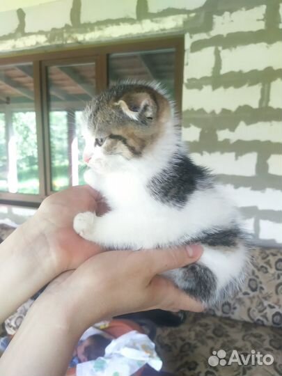 Отдам в добрые руки