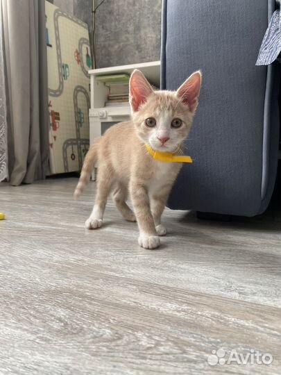 Котенок в добрые руки